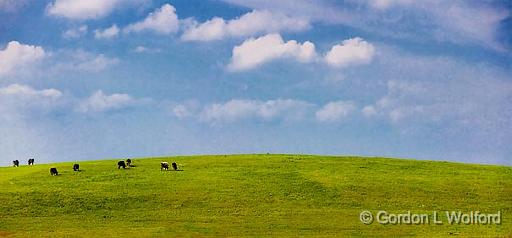 Cows On A Hill_06202-3.jpg - Photographed near Lindsay, Ontario, Canada.